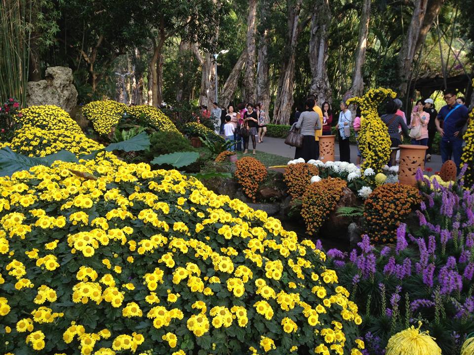 Upload chrysanthemum show pics to win prizes